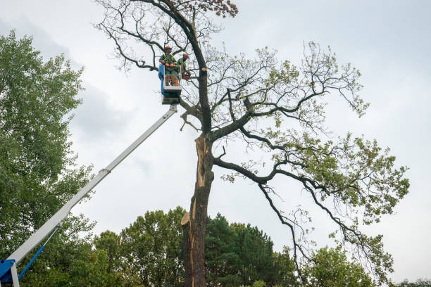 Tree Root Removal in Jacksonville, NC